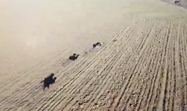 Şanlıurfa’da tavşan kaçtı, tazılar kovaladı: O anlar drone ile görüntülendi