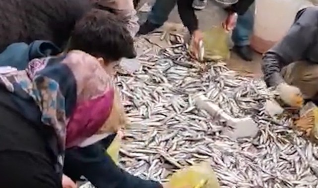 Şanlıurfa’da yere dökülen hamsiler ücretsiz dağıtıldı