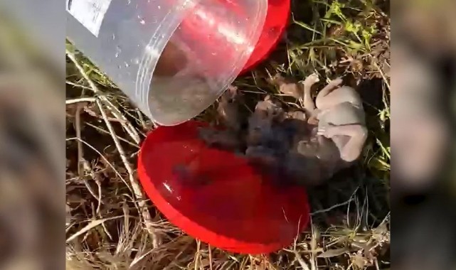 Şanlıurfa’da plastik varilde 21 bebek cenini bulundu