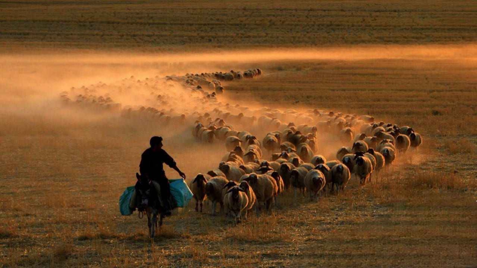 Afet bölgesindeki hayvan yetiştiricilerine yem desteği verilecek;