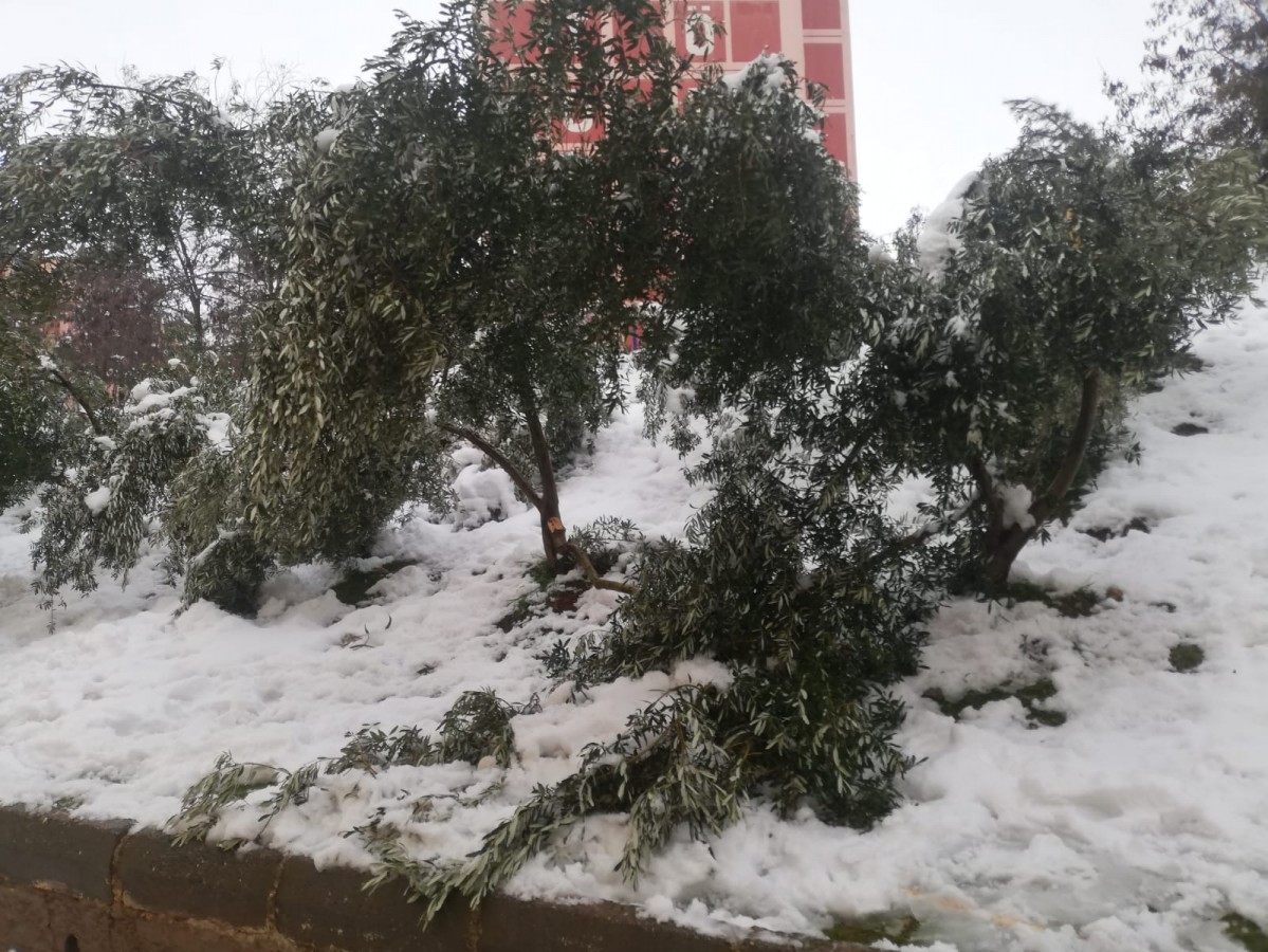 Eyyübiye’de zeytin ağaçları kardan zarar gördü!