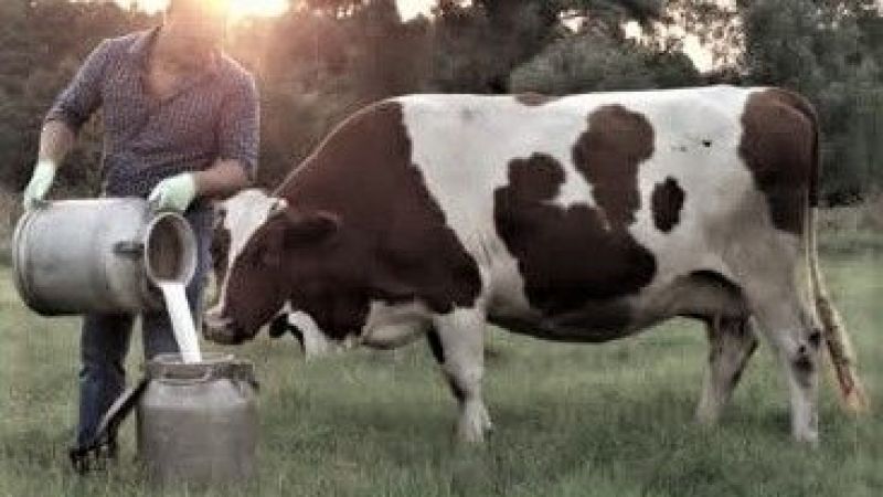 TÜİK açıkladı: Ocak’ta inek süt üretimi arttı, beyaz et üretimi azaldı;