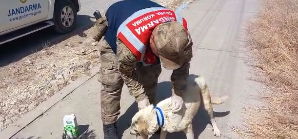 Urfa’da jandarmadan sokak köpeklerine reflektif tasma