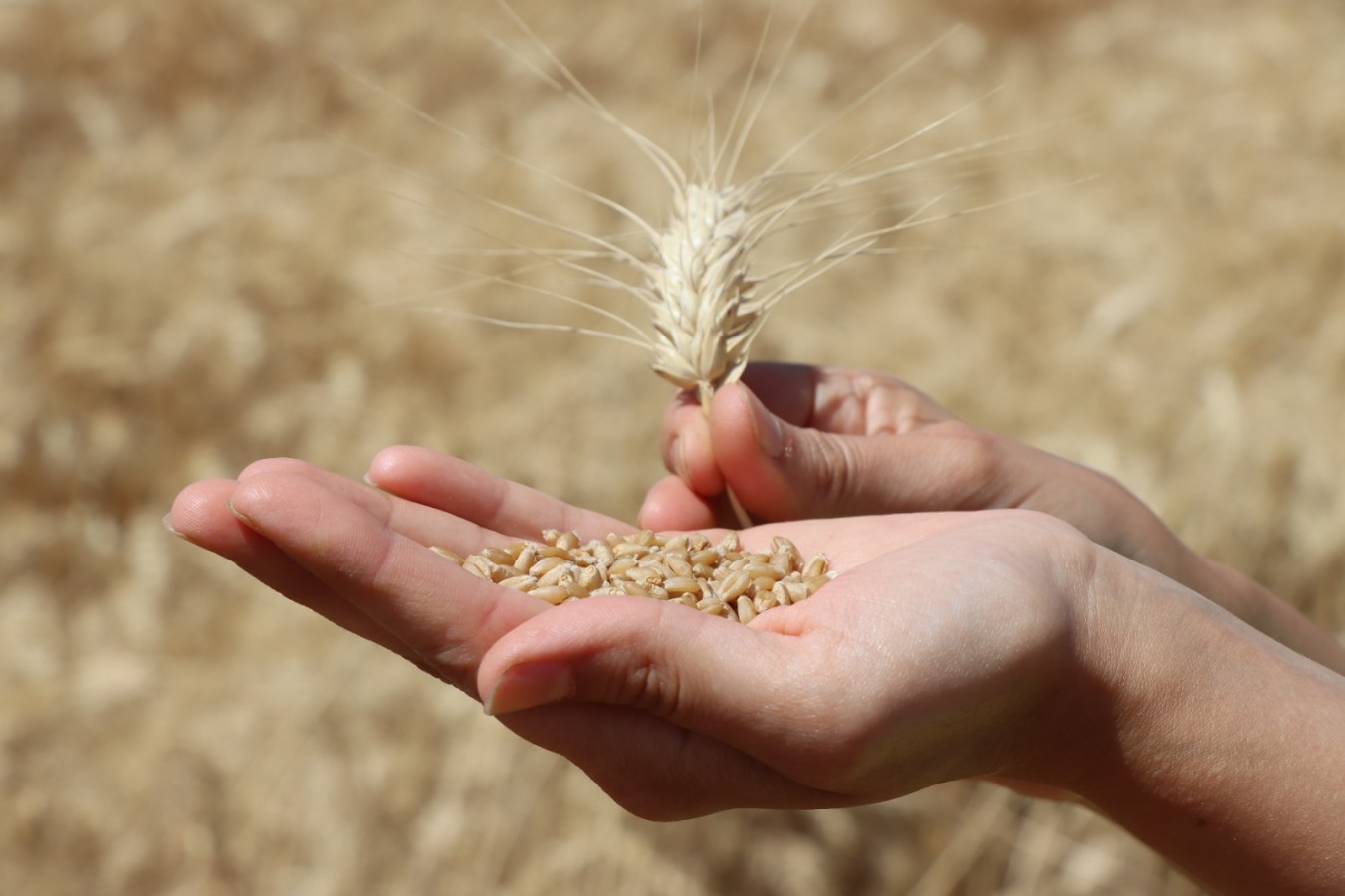 Urfa'da buğday hasadı kurban kesilerek yapıldı;