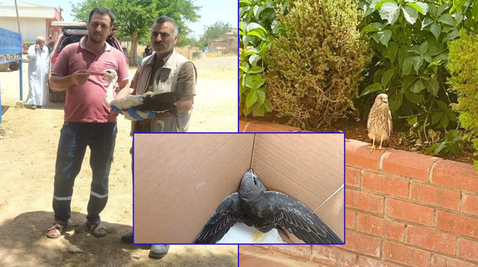 Urfa’da sıcak havada bitkin halde bulunan kuşlar tedaviye alındı;
