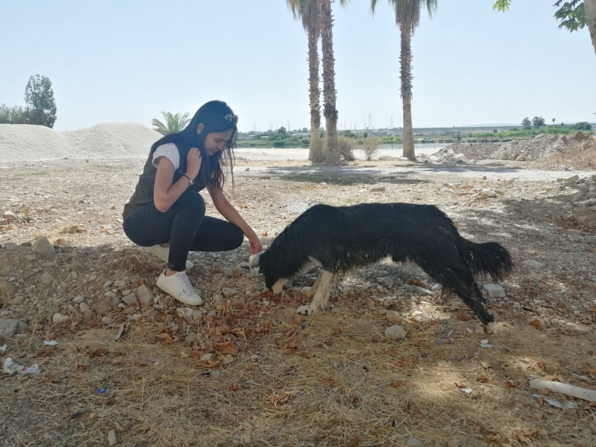 Birecik'te sokak hayvanları unutulmadı