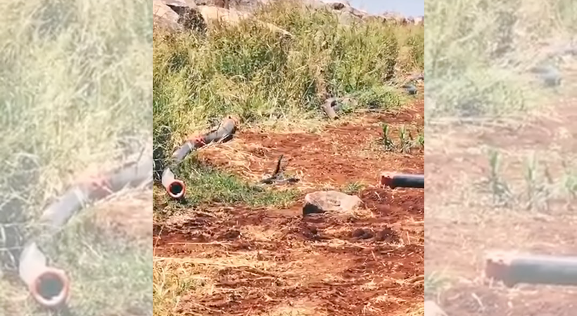 Urfa'da yılanların çiftleşme dansı kameralara yansıdı
