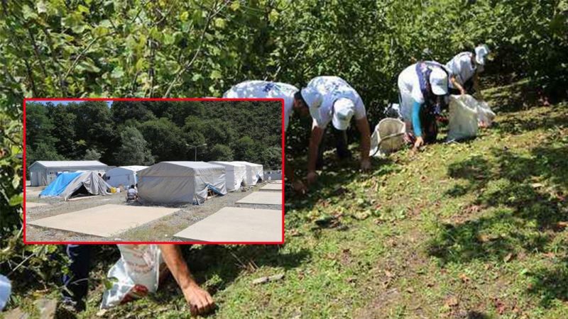 Ordu’da boğazına fındık kaçan Urfalı çocuk hayatını kaybetti;