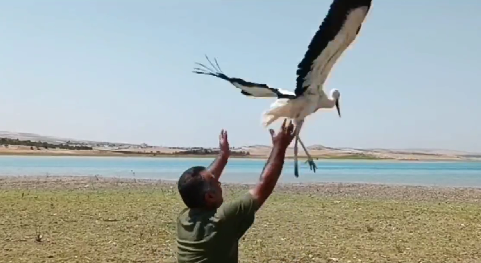 Urfa’da tedavisi tamamlanan leylek doğaya bırakıldı!