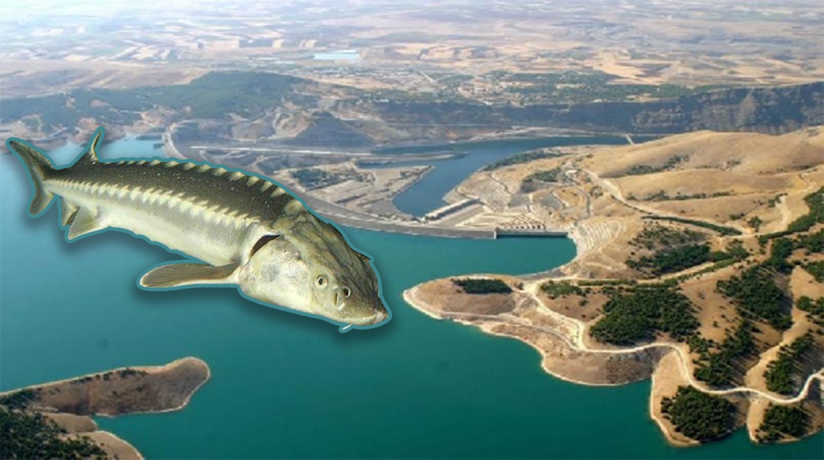 Atatürk Barajı’nda balıkçı ağlarına ilk kez takıldı;