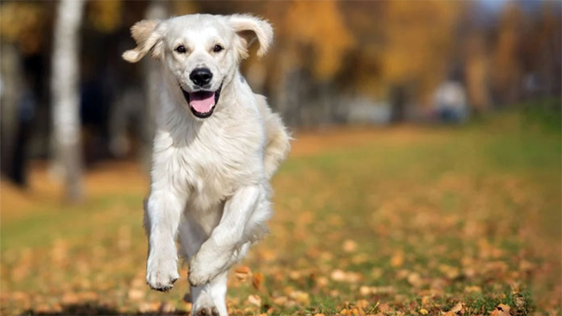 Sokağa dışkılayan köpekler ve sahipleri DNA testiyle bulunacak