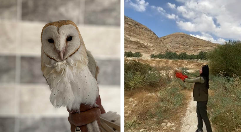 Urfa'da tedavisi tamamlanıp doğaya bırakıldı!