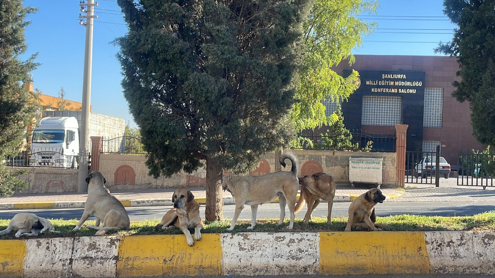 Urfa’daki öğrencilerin korkulu rüyası: Başıboş köpekler;