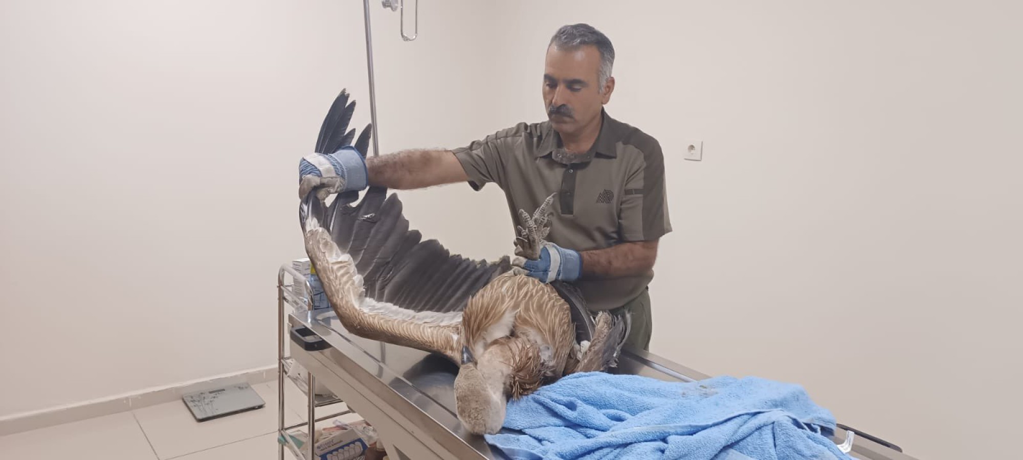 Yaralı halde bulunan kızıl akbaba Urfa’da tedavi altına alındı