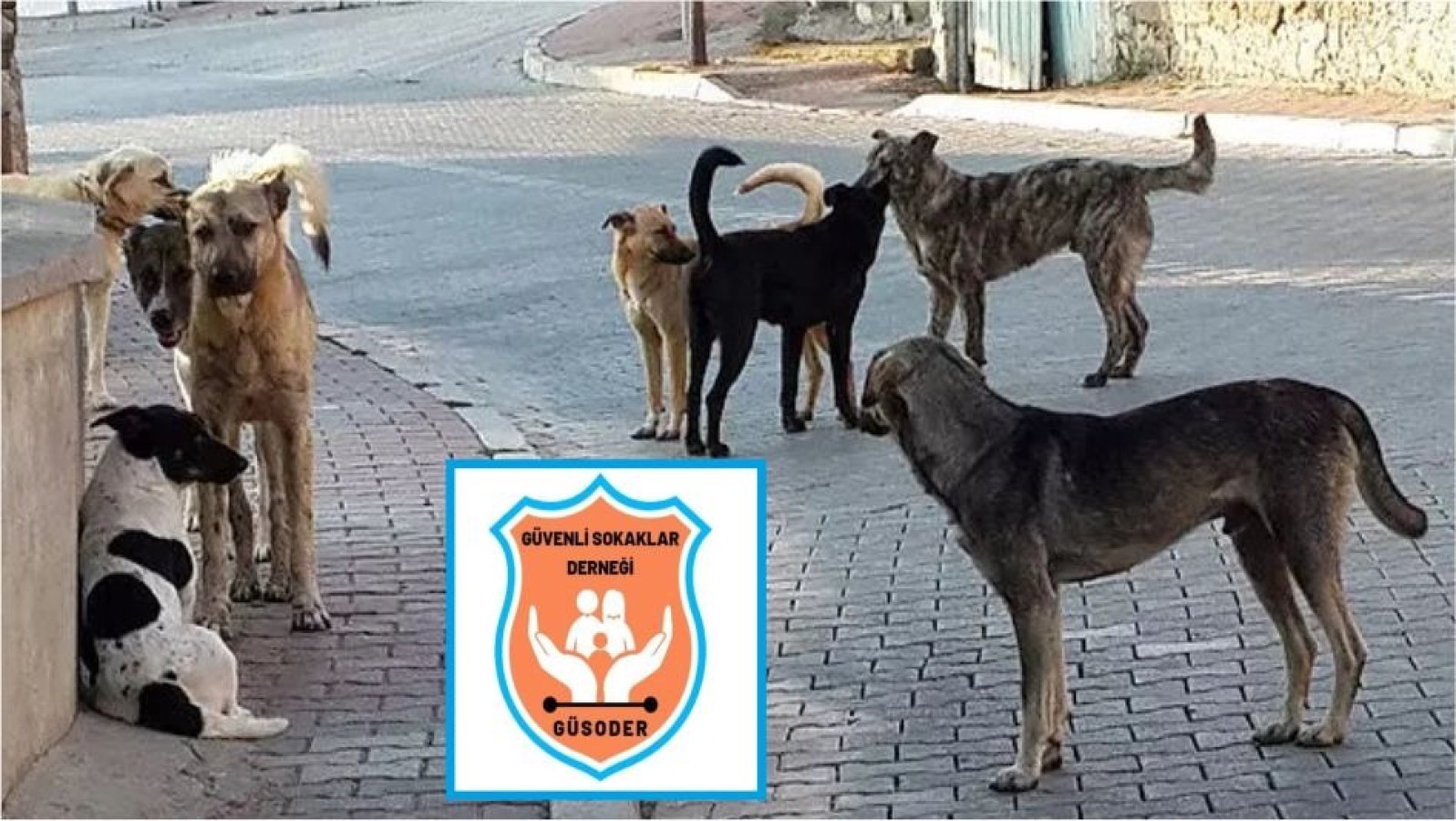 Başıboş köpek kaynaklı insan ölümleri haritasında Urfa ilk sırada;