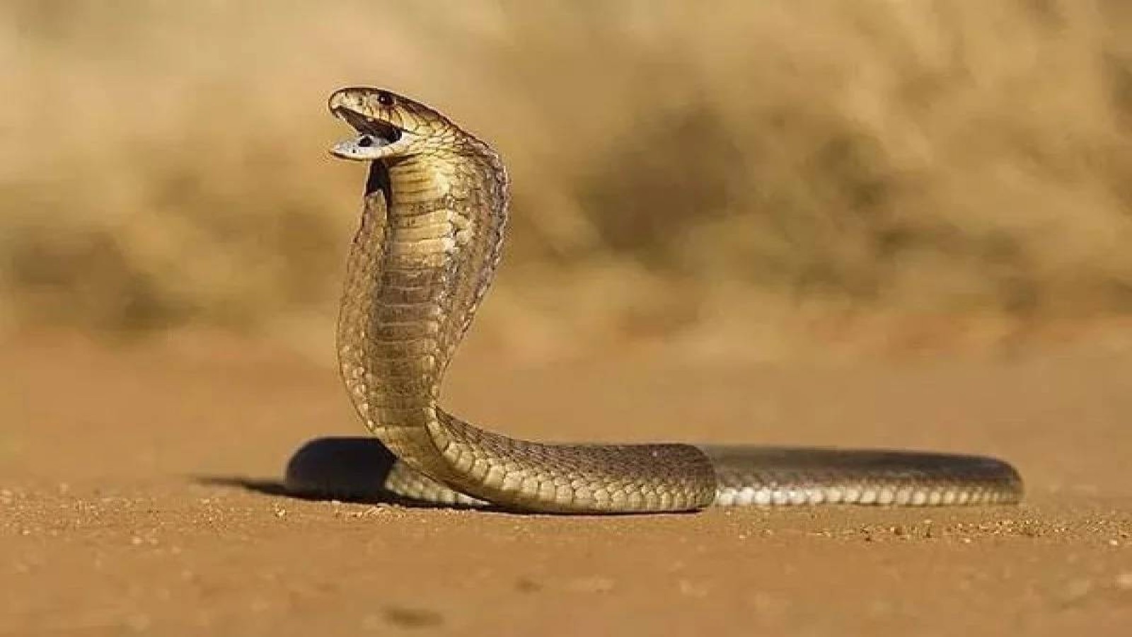 Türkiye’nin tek kobra türü! Urfa'da görüldü