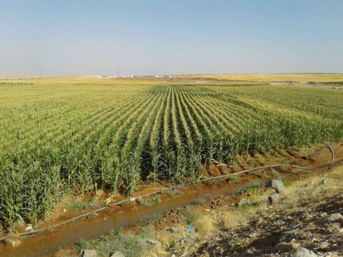 Urfa’da mısırın tahmini üretim maliyeti açıklandı;