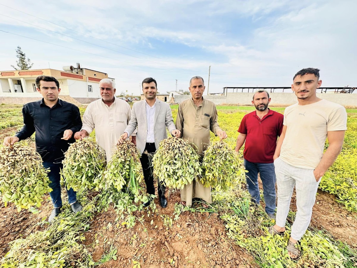 Urfa’da yer fıstığı üretimi artıyor