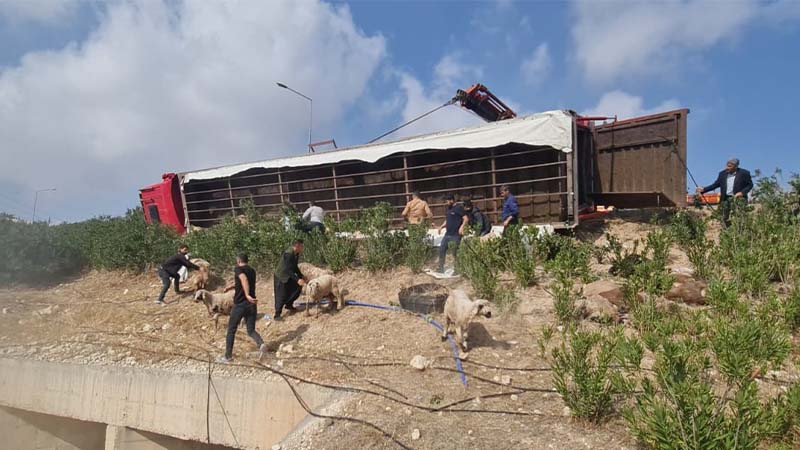 Şanlıurfa-Diyarbakır yolunda canlı hayvan yüklü tır devrildi