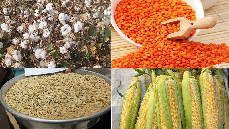 Şanlıurfa'da tahıl fiyatları açıklandı;