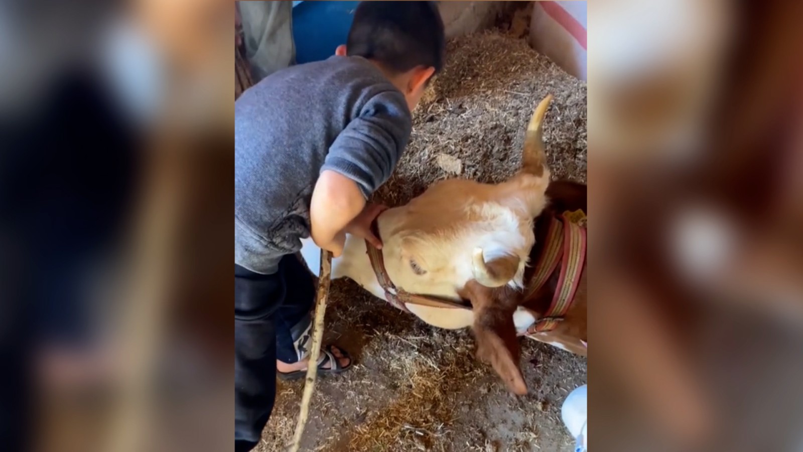 Şanlıurfalı küçük Muhammet'in ineği için gözyaşları sosyal medyada gündem oldu