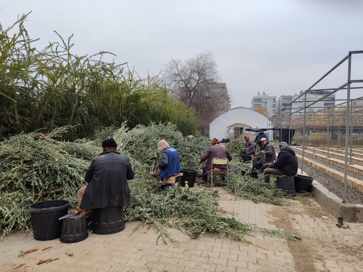 Birecik’te 100 bin adet zeytin fidanı üretilecek