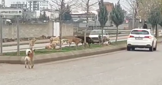 Ceylanpınar'da başıboş köpeklerin tedirgin eden görüntüsü