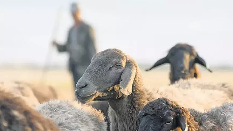 Diyarbakır’da üniversite kadrolu çoban alacak;