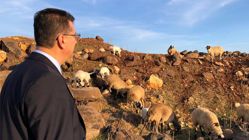 Şanlıurfa'da "Suruç koyunu"nu koruma altına alındı;