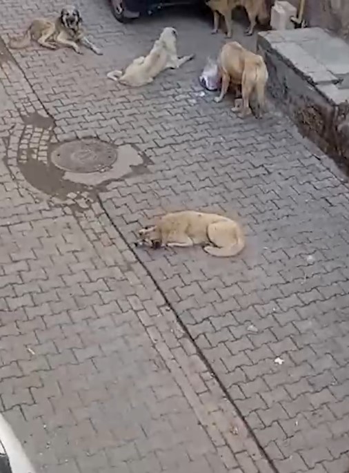 Şanlıurfa'da başıboş köpekler tehlike saçıyor