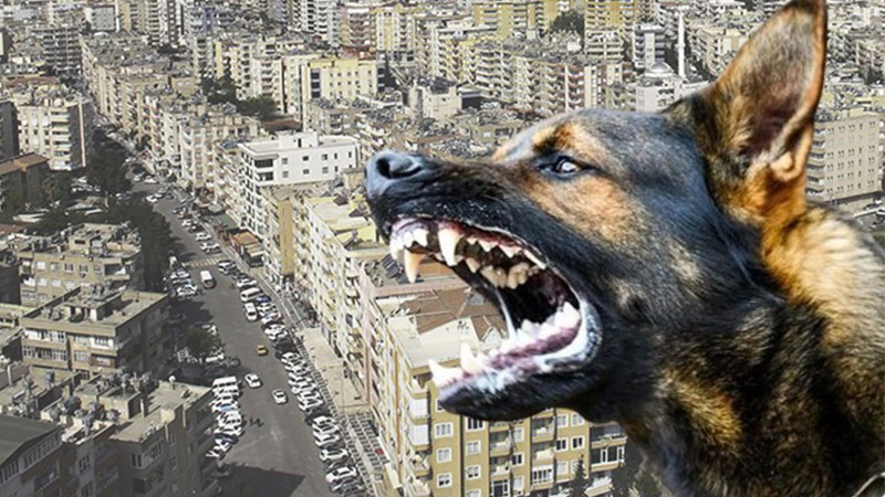 Suruç'ta başıboş köpek saldırısı: 1 keçi telef, 3 hayvan yaralı!;