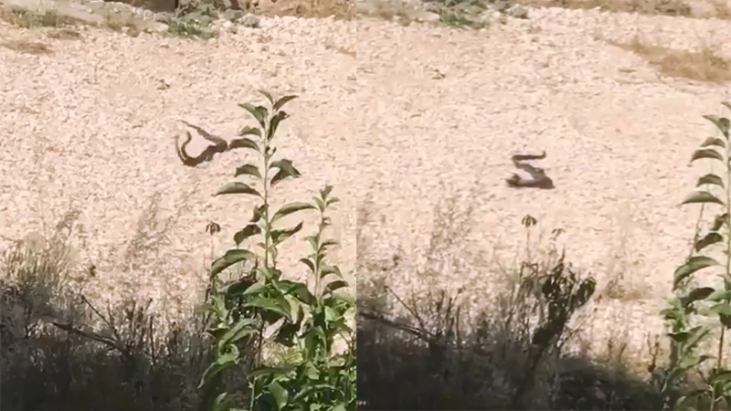 Akçakale’de evin önünde çiftleşen yılanlar görüntülendi;