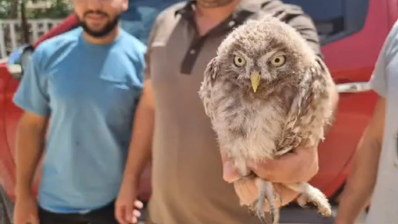 Şanlıurfa’da yaralı kukumav kuşu tedavi altına alındı