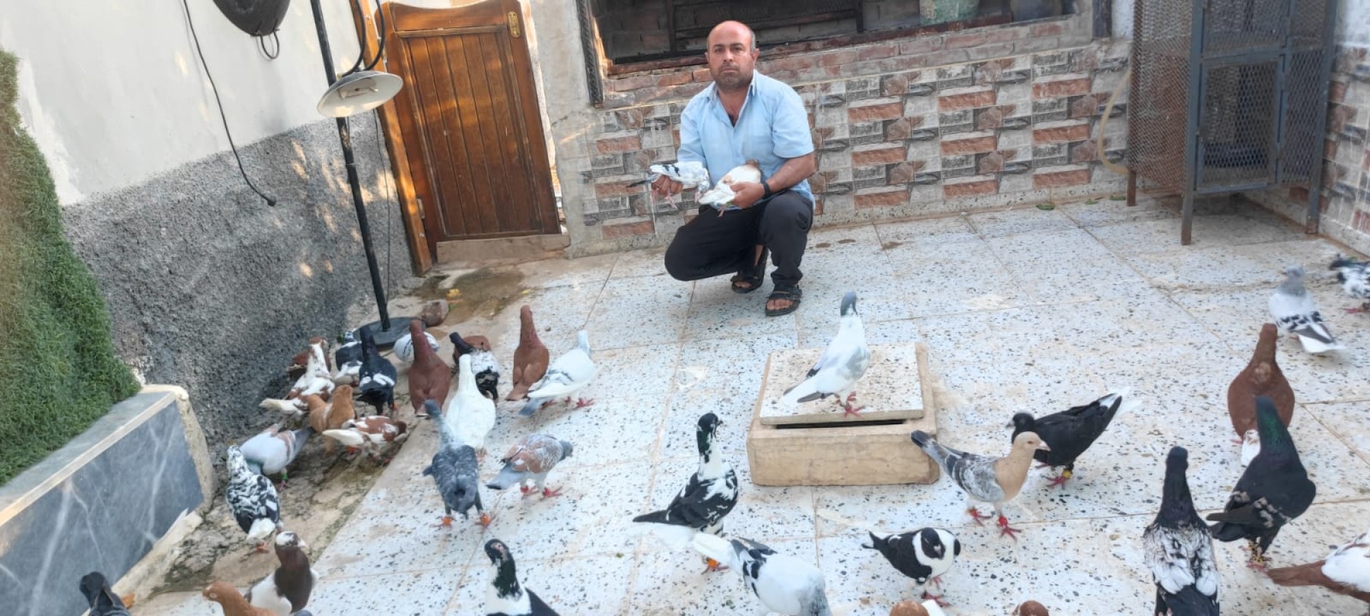 Şanlıurfa'da otomobil fiyatına güvercin satılıyor